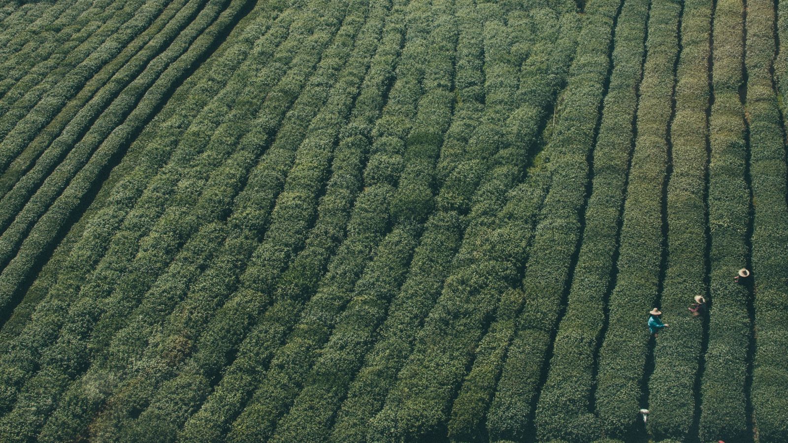 Contoured planting rows running across a hillside, seen from above